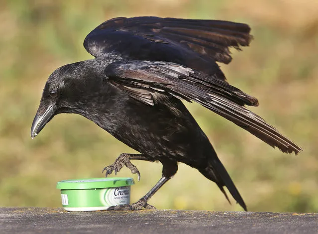 A crow tries to get hold of the content of a cheese box that was left behind in Frankfurt, Germany, Friday, April 21, 2017. (Photo by Michael Probst/AP Photo)