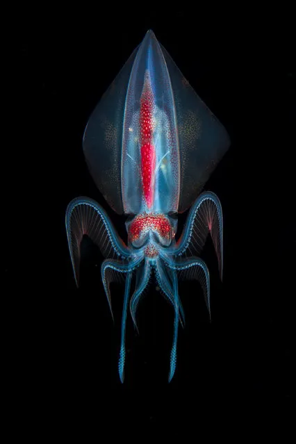 Runner-up, underwater world: Alien – Marco Steiner (Austria). “This photo shows a roughly 15cm-long diamond squid ( Thysanoteuthis rhombus) in an almost symmetrical pose. It was taken during a blackwater dive in about 15 metres depth off Kuramathi (Maldives). Blackwater dives are night dives in the open ocean with torches attached to ropes and buoys to attract plankton. Plankton migrates vertically in open water. Actually the largest migration in the animal kingdom, it takes place every night almost unnoticed”. (Photo by Marco Steiner/2019 GDT European Wildlife Photographer of the Year)
