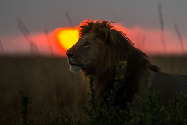 “African Fire”: Lion at sunset. (Photo by Paul Goldstein/Rex Features)