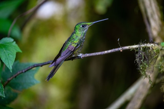 A hummingbird flies in the town of Mindo, in the Andean Choco, Ecuador, 17 August 2024. Residents and activists in Choco Andino, a biosphere reserve located near the Ecuadorian capital, demanded that the State review mining concessions in that territory, in compliance with a national referendum a year ago that banned metal mining in that area. (Photo by Jose Jacome/EPA/EFE)