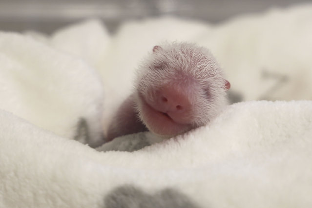 This photo released by the Zoo Berlin on Tuesday, August 27, shows a newborn panda at the Zoo in Berlin. (Photo by 2024 Zoo Berlin via AP Photo)