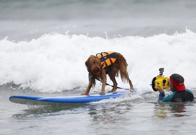 A Labradoodle mugs for a surf photographer as he competes in the 10th annual Petco Unleashed surfing dog contest at Imperial Beach, California August 1, 2015. Proceeds raised at the event go to benefit the San Diego Humane Society. (Photo by Mike Blake/Reuters)