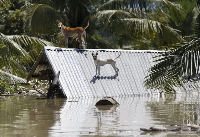 Dogs stand on the roof of a home in a flooded village at Kalay township at Sagaing division, August 2, 2015. (Photo by Soe Zeya Tun/Reuters)