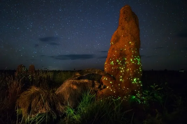 “Ecosystem”. Terrestrial Wildlife Winner. A termite mound in Emas National Park, Brazil, glows with the light produced by the larvae of click beetles. (Photo by Marcio Cabral/BigPicture Natural World Photography Competition 2017)