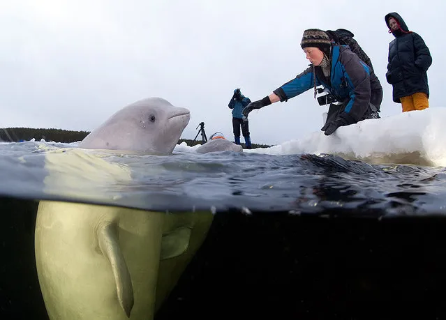 Two-time world champion free diver Natalia Avseenko swims with the white whales (beluga) in the White Sea, Russia