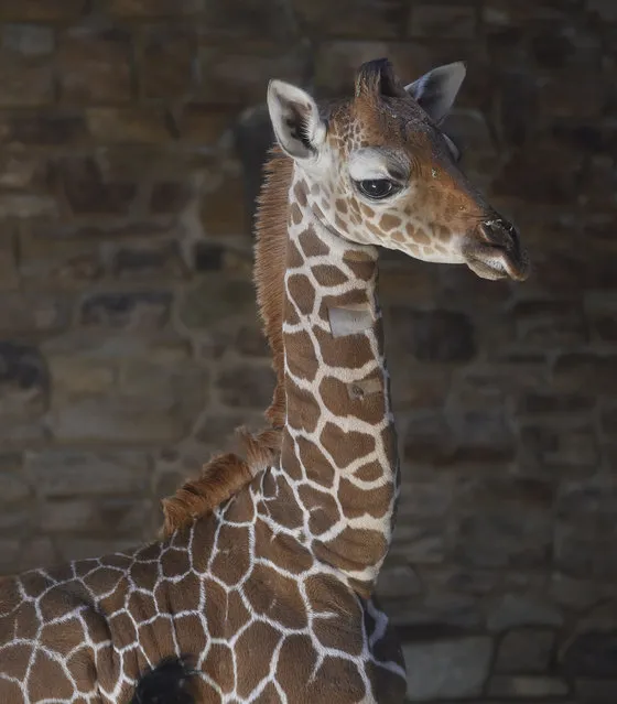 This June 28, 2017 photo provided by The Maryland Zoo shows a baby giraffe, Julius, in Baltimore. (Photo by Jeffrey F. Bill/The Maryland Zoo via AP Photo)