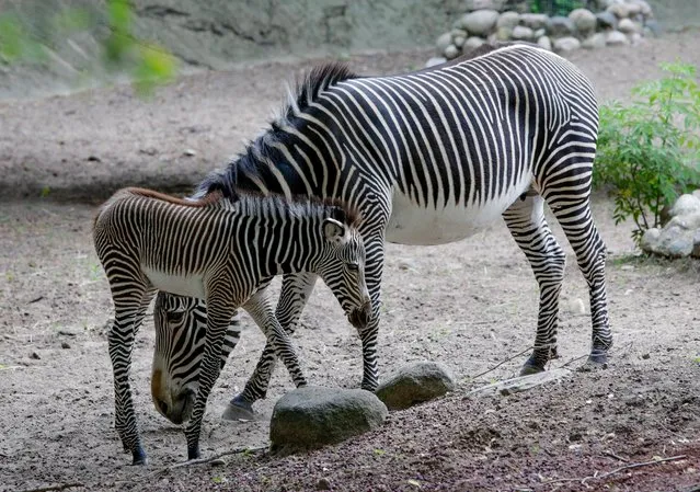 A four day old Grevy's zebra stands with her mother Adia in their habitat at the Lincoln Park Zoo Wednesday, June 22, 2016, in Chicago. The zebra is native to eastern Africa and is endangered in the wild because of hunting and habitat loss. Lincoln Park Zoo is part of a nationwide conservation effort to save the animals. (Photo by Teresa Crawford/AP Photo)