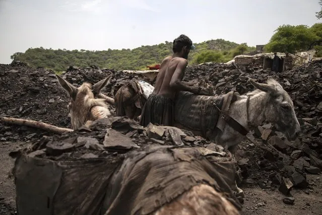 A miner unloads coal as he stands in a coal field in Choa Saidan Shah, Punjab province, April 29, 2014. (Photo by Sara Farid/Reuters)