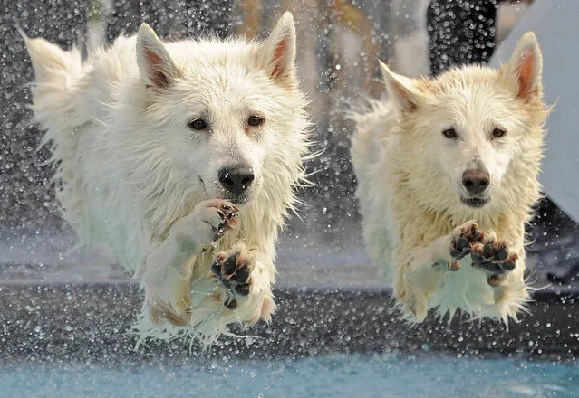 White Swiss  Shepherd dogs  “Kenai”, left, and “Yasu”, right, jump  into the water during the dog diving competition at the International pedigree dog and purebred cat exhibition in Erfurt, central Germany, Sunday, June 16, 2013. (Photo by Jens Meyer/AP Photo)
