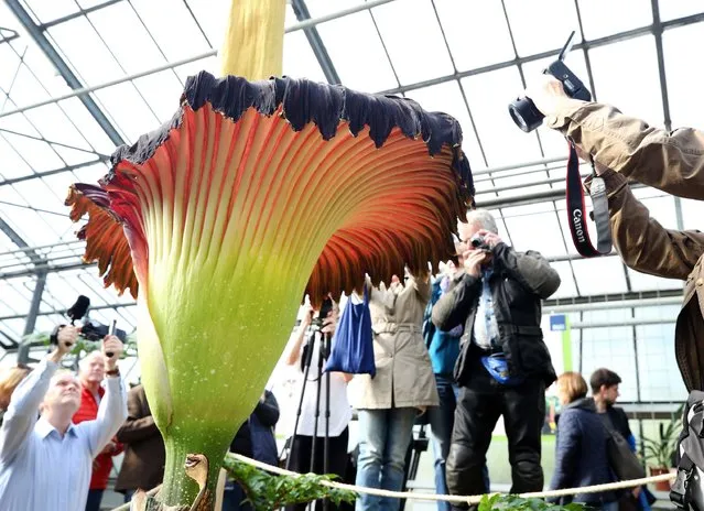 Visitors take pictures of a two-meter high Titan Arum flower first time blossoming, on September 11, 2017 at Botanic Garden in Bochum. (Photo by Roland Weihrauch/AFP Photo/DPA)