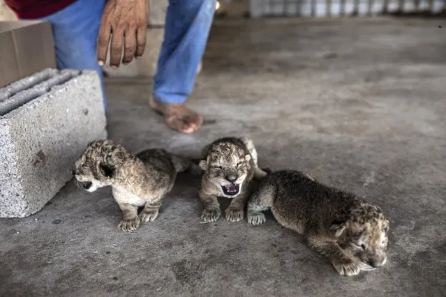 Three newborn lion cubs are displayed at Nama zoo in Gaza City, Saturday, August 13, 2022. The lioness gave birth to three cubs five days after Israel and Palestinian militants ended a fierce round of cross-border fighting that saw thundering Israeli airstrikes and Palestinian rocket fire. (Photo by Fatima Shbair/AP Photo)