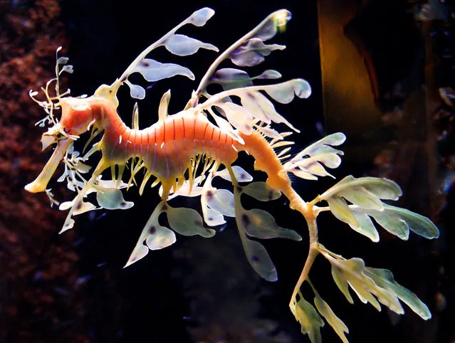 Leafy sea dragon