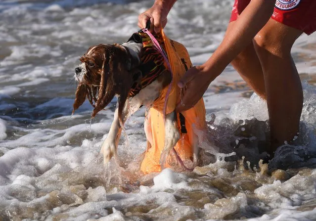 Surf dog Delilah gets rescued after wiping out in the second heat of the Small Dog event during the 9th annual Surf City Surf Dog event at Huntington Beach, California on September 23, 2017. (Photo by Mark Ralston/AFP Photo)