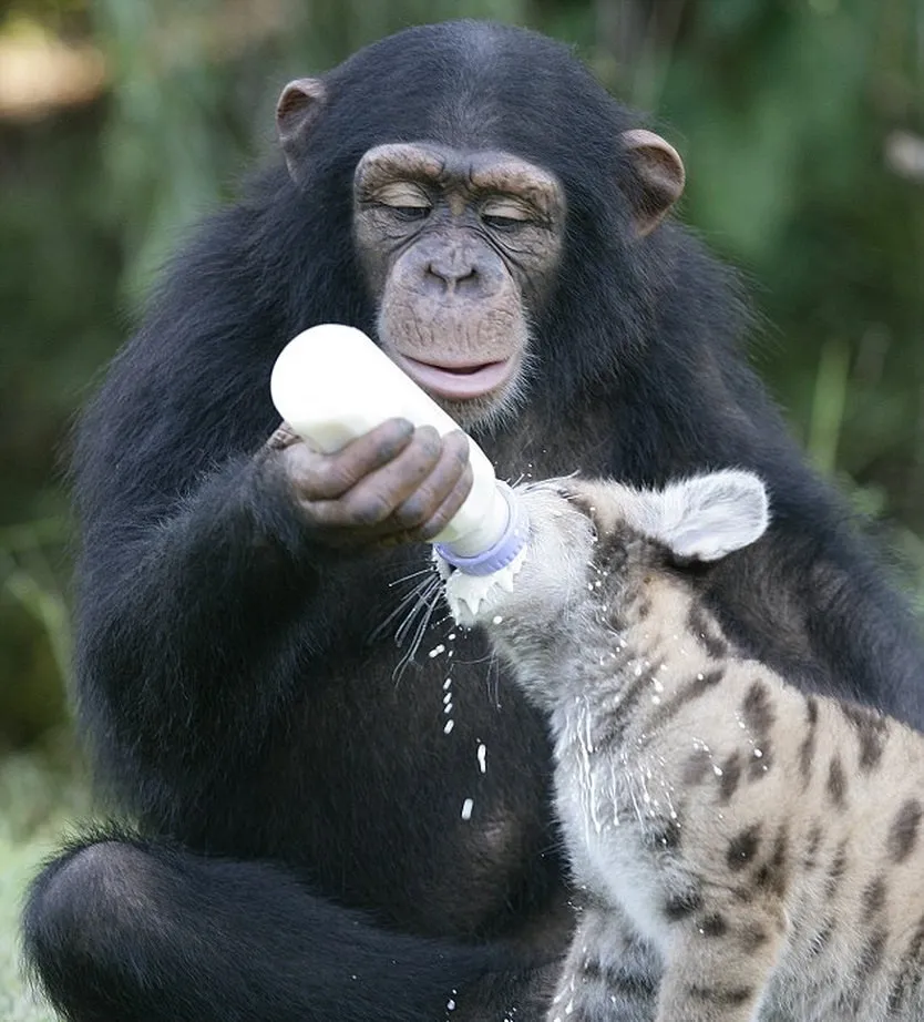 Chimp Mothers Tiger Cubs