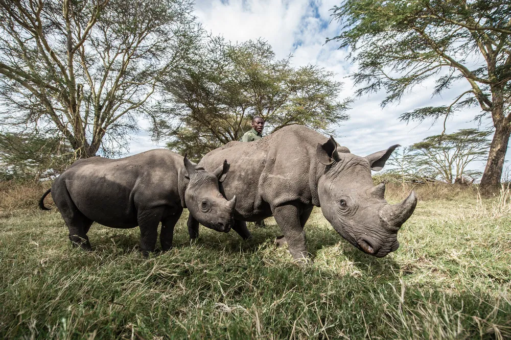 Orphaned Baby Rhinos