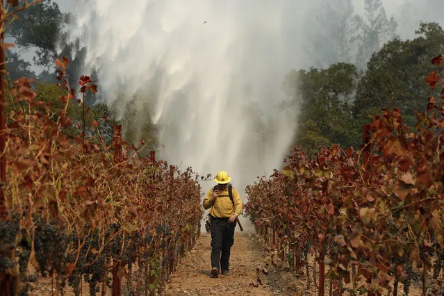 Firefighter Chris Oliver walks between grape vines as a helicopter drops water over a wildfire burning near a winery Saturday, October 14, 2017, in Santa Rosa, Calif. Fire crews made progress this week in their efforts to contain the massive wildfires in California wine country, but officials say strong winds are putting their work to the test. (Photo by Jae C. Hong/AP Photo)