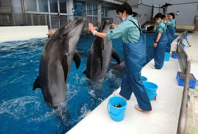 Employees work with dolphins at Hakkeijima Sea Paradise, which is closed amid the COVID-19 coronavirus pandemic, in Yokohama on May 6, 2020. (Photo by Kazuhiro Nogi/AFP Photo)