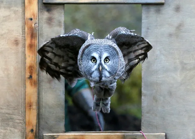 Mykh, a 1.5-year-old great gray owl, flies through a window during a training session which is a part of Royev Ruchey Zoo's programme of taming wild animals for research, education and interaction with visitors, in a suburb of the Siberian city of Krasnoyarsk, Russia on October 17, 2017. (Photo by Ilya Naymushin/Reuters)