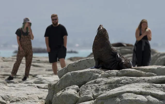 Tourists watch as a New Zealand fur seal basks in the sun at the Point Kean seal colony in Kaikoura, New Zealand, Monday, October 23, 2017.The popular tourist destination is also a major breeding site for the seals between November and February. (Photo by Mark Baker/AP Photo)