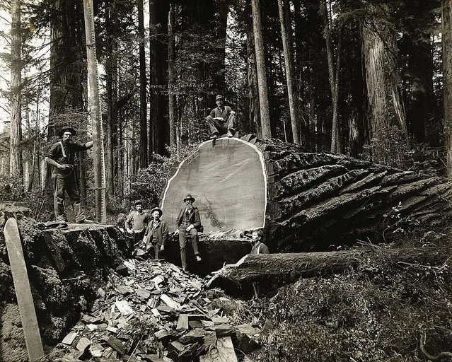 Lumberjacks From California 