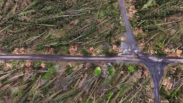 A drone view shows the damage in Mote forest where over half the trees fell as a result of Storm Eowyn, as a clean up operation is underway, near Roscommon, Ireland, on February 8, 2025. (Photo by Clodagh Kilcoyne/Reuters)