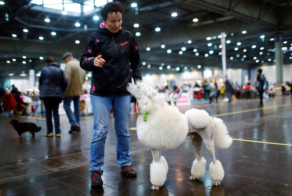 World Dog Show in Germany