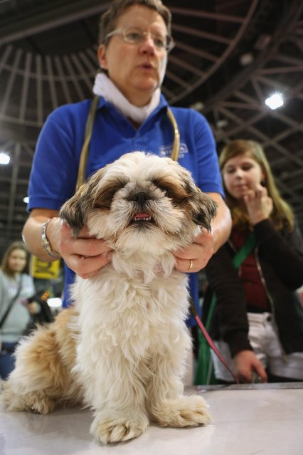 Veterinarian Simone Radicke inspects Luna, a Shih-Tzu who thinks and behaves as if she were pregnant but is not, as owner Annalena Meissner, 13, looks on at the pet trade fair (Heimtiermesse) at Velodrom on November 2, 2012 in Berlin, Germany. Exhibitors are showing the latest trends in collars, snacks and other accessories for cats, dogs and other household pets.  (Photo by Sean Gallup)