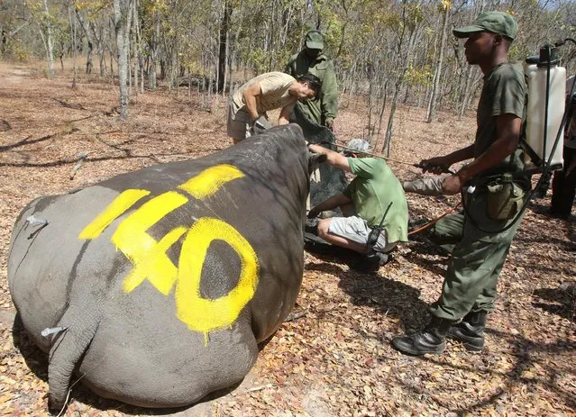 A Zimbabwe park ranger cools the body of a white female rhino named Kuda as she is dehorned by the Animal and Wildlife Area Research and Rehabilitation (AWARE) at Lake Chivero Recreational Park in Norton, Zimbabwe August 25, 2016. (Photo by Philimon Bulawayo/Reuters)