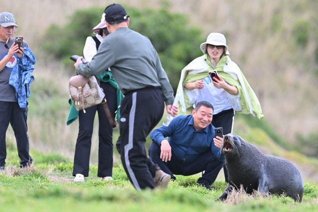 A New Zealand fur seal (R) reacts as visitors get closer to it to take photographs in Katiki Point, the southern end of the Moeraki Peninsula, about 80 kilometers north of Dunedin on March 18, 2025. (Photo by Sanka Vidanagama/AFP Photo)