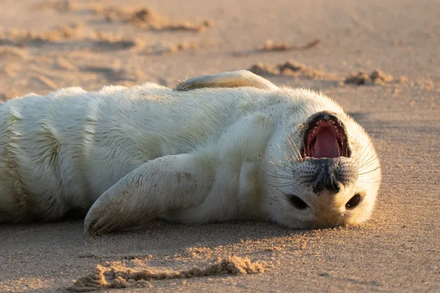 A newborn grey seal pup on Wednesday, October 26, 2022 on the beach at Horsey in Norfolk, as the pupping season begins at one the UK's most important sites for the mammals. An estimated 2,500 pups were born in the last breeding season at the site, up from fewer than 100 births around 20 years ago. (Photo by Joe Giddens/PA Wire)