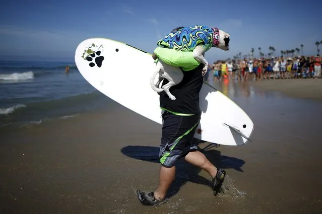 A man carries his dog down the beach during the Surf City Surf Dog Contest in Huntington Beach, California September 27, 2015. (Photo by Lucy Nicholson/Reuters)