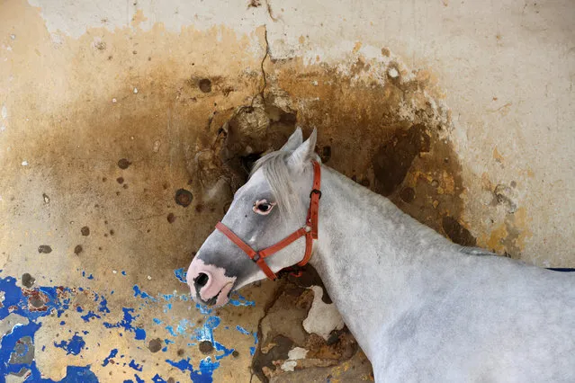 A horse stands in front a bullet-riddled wall at Beirut Hippodrome, Lebanon, April 30, 2017. (Photo by Jamal Saidi/Reuters)
