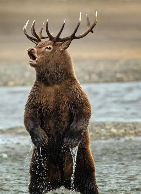 Cross between a moose and a bear. (Photo by Sarah DeRemer/Caters News)