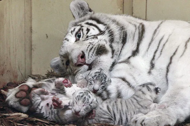 Three rare newborn white tigers with their mother Mandzi are photographed just hours after they were born at the private Zoo Safari in Borysew, Poland, Thursday, September 22 ,2016. The caretakers don't want to disturb the family and have not yet checked how many males and females were born. (Photo by Czarek Sokolowski/AP Photo)