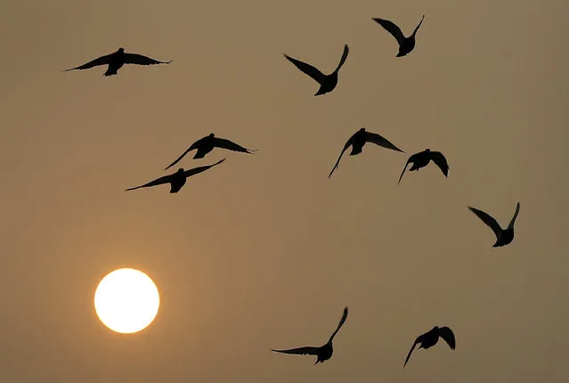 Birds fly as the sun sets through haze in Beijing Wednesday, November 19, 2014. Chinese officials have imposed energy consumption caps for 2020 aimed at making the country less dependent on coal. Under the State Council's development plan issued Wednesday, the allowable growth by 2020 in energy consumption would be 28 percent of the 2013 level. For coal, growth would be limited to 16 percent of the 2013 level. (Photo by Andy Wong/AP Photo)