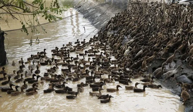 A flock of ducklings swim towards their temporary pen after they were evacuated due to flooding in Jaen, Nueva Ecija in northern Philippines October 20, 2015, after the province was hit by Typhoon Koppu. (Photo by Erik De Castro/Reuters)