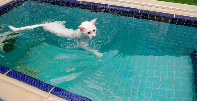 Van Cats enjoy air-conditioned rooms and pools as the nutrition and overall care of them, which are under protection at the Van Cat Research and Application Center of Van Yuzuncu Yil University (YYU), are carried out with great attention in Van, Turkiye on August 05, 2025. Known for their pure white fur and heterochromatic eyes, Van Cats are a regional symbol and continue to attract admiration nationwide. (Photo by Emre Ilikan/Anadolu via Getty Images)