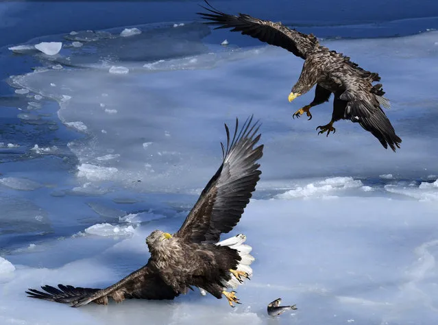 White- tailed sea eagles spend winter in the ice- free bay of Zolotoy Rog (Golden Horn Bay), Vladivostok before moving to the north- eastern coast of the Russian Far East in Vladivostok, Russia on February 11, 2018. (Photo byYuri Smityuk/TASS)