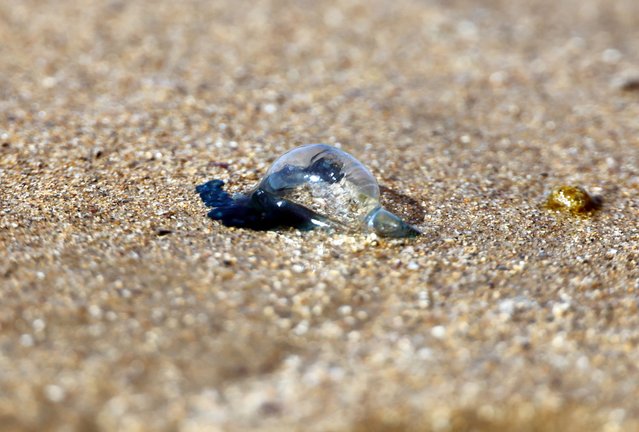 This photograph shows a Physalia physalis, a marine hydrozoan also known as the Portuguese man o' war or bluebottles, washed on the sand of a beach, in Hendaye, south-western France, on August 4, 2025. Beaches in the South of France have been closed to swimmers due to the invasion of these animals with venomous tentacles. (Photo by Thomas Coex/AFP Photo)