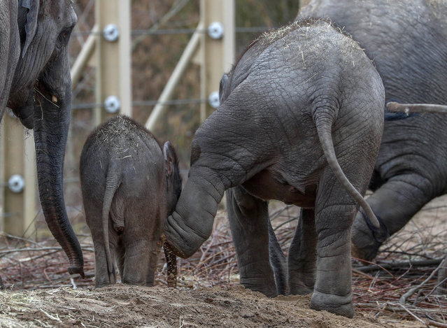Newborn Asian elephant Suki is pictured with members of its family on the first day of a public appearance at the Planckendael Zoo in Mechelen, Belgium March 9, 2018. (Photo by Yves Herman/Reuters)