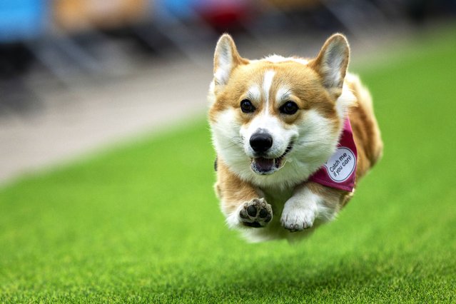 A Corgi runs during a international event Corgi Race Vilnius 2025 in Vilnius, Lithuania, Saturday, August 23, 2025. (Photo by Mindaugas Kulbis/AP Photo)