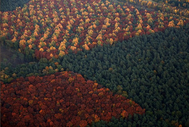An aerial view shows a mixed forest on a sunny autumn day in Recklinghausen, Germany, October 31, 2015. (Photo by Ina Fassbender/Reuters)