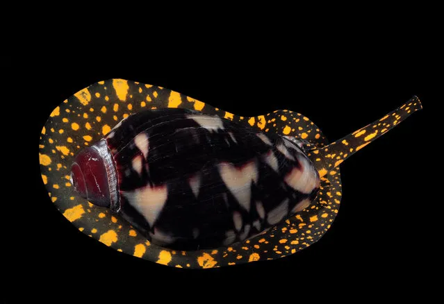 Noble volute (Cymbiola nobilis); Straits of Johore, October 2012. (Arthur Anker)