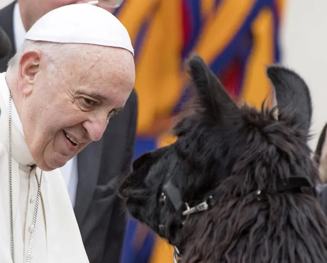 Pope Francis (L) looks at a lama as he greets the animal's breeders from Italian province of Bolzano prior to his Wednesday General Audience in Saint Peter's Square at the Vatican, 11 April 2018. (Photo by Claudio Peri/EPA/EFE)