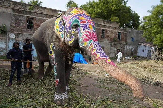 An elephant stands painted with decorative motifs in preparation of the annual Rath Yatra, or the chariot procession of Lord Jagannath, in Ahmedabad, India, Thursday, June 30, 2022. (Photo by Ajit Solanki/AP Photo)