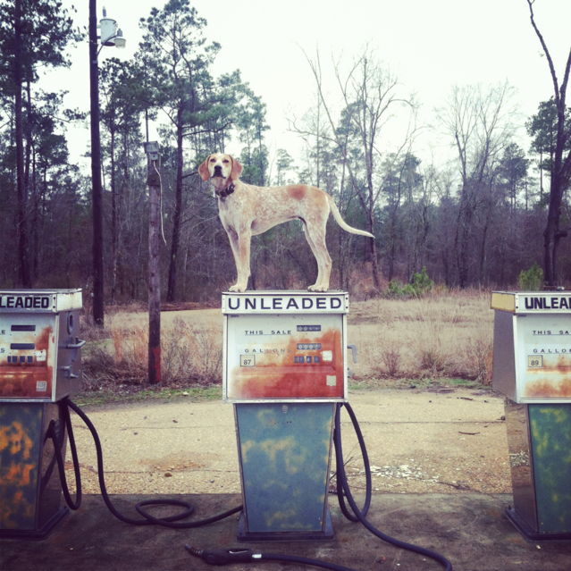Maddie The Coonhound By Theron Humphrey
