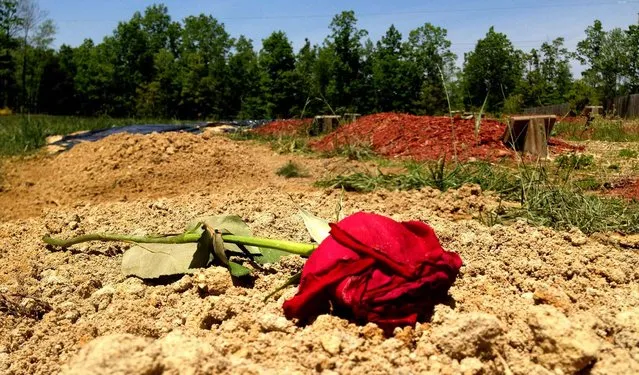 A flower is placed on the alleged burial site of Boston Marathon bombing suspect Tamerlan Tsarnaev in Doswell, Virginia, on May 10, 2013. His burial there has infuriated some members of the area’s Islamic community who say they weren’t consulted, and floored at least one neighbor who said she didn’t even know she lived near a burial ground. The secret interment this week at a small Islamic cemetery ended a frustrating search for a community willing to take the body, which had been kept at a funeral parlor in Worcester, Mass., as cemeteries in Massachusetts and several other states refused to accept the remains. (Photo by Robert A. Martin/The Free Lance-Star)