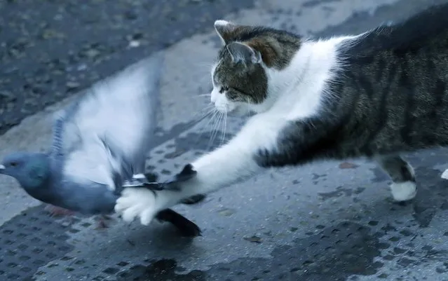 Larry the cat, Chief Mouser to the Cabinet Office catches a pigeon as journalists await results of the Brexit trade deal in Downing Street in London, Thursday, December 24, 2020. European Union and British negotiators are closing in on a trade deal with only a disagreement over fishing remaining, After resolving a few remaining fair competition issues, negotiators were dealing with EU fisheries rights in U.K. waters Wednesday as they worked to secure a deal for a post-Brexit relationship after nine months of talks. (Photo by rank Augstein/AP Photo)