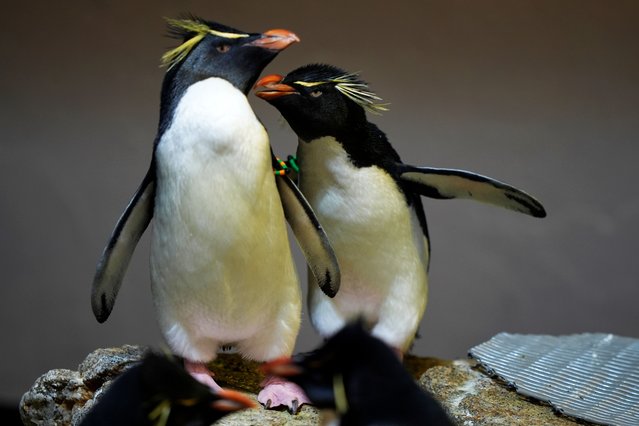 A pair of southern rockhopper penguins stand on an island at the New England Aquarium in Boston, on Wednesday, October 29, 2025. (Photo by Robert F. Bukaty/AP Photo)