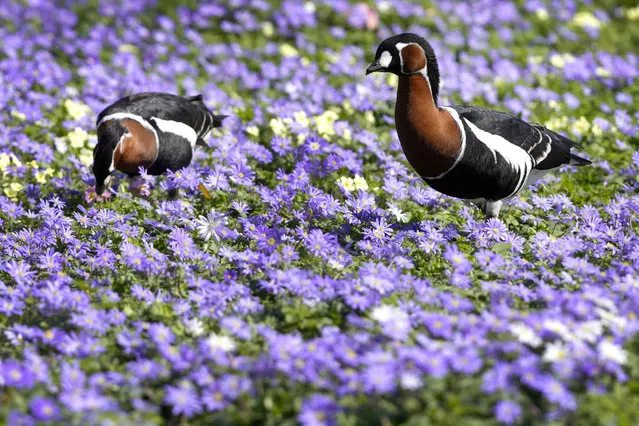 Red-breasted geese walk through flowering Anemone Blanda and Primroses in St James's Park during sunny weather in London, Monday, April 3, 2023. (Photo by Kirsty Wigglesworth/AP Photo)